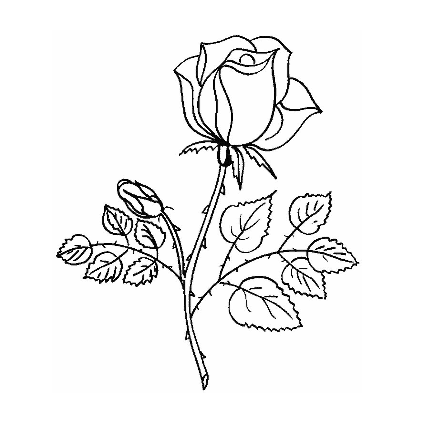  可爱的玫瑰花 