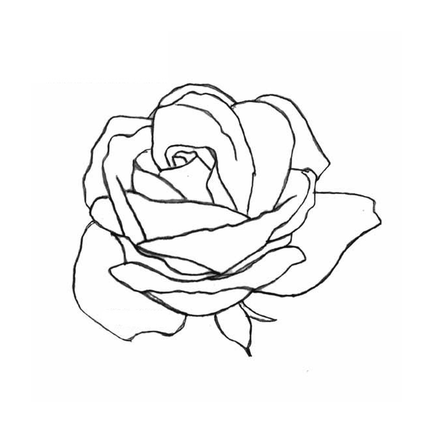  怀着微妙的心的玫瑰 