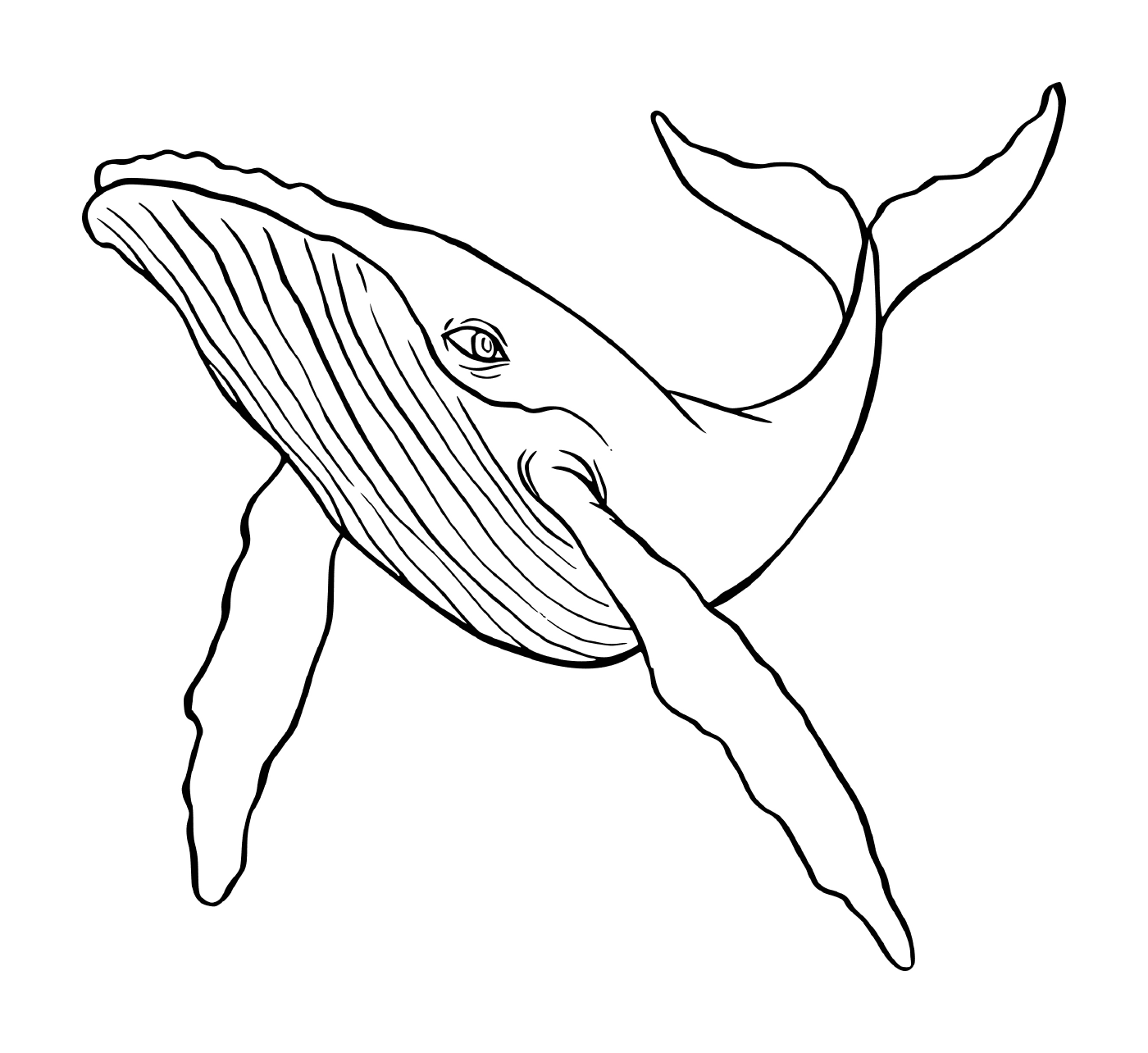  uma baleia jubarca 