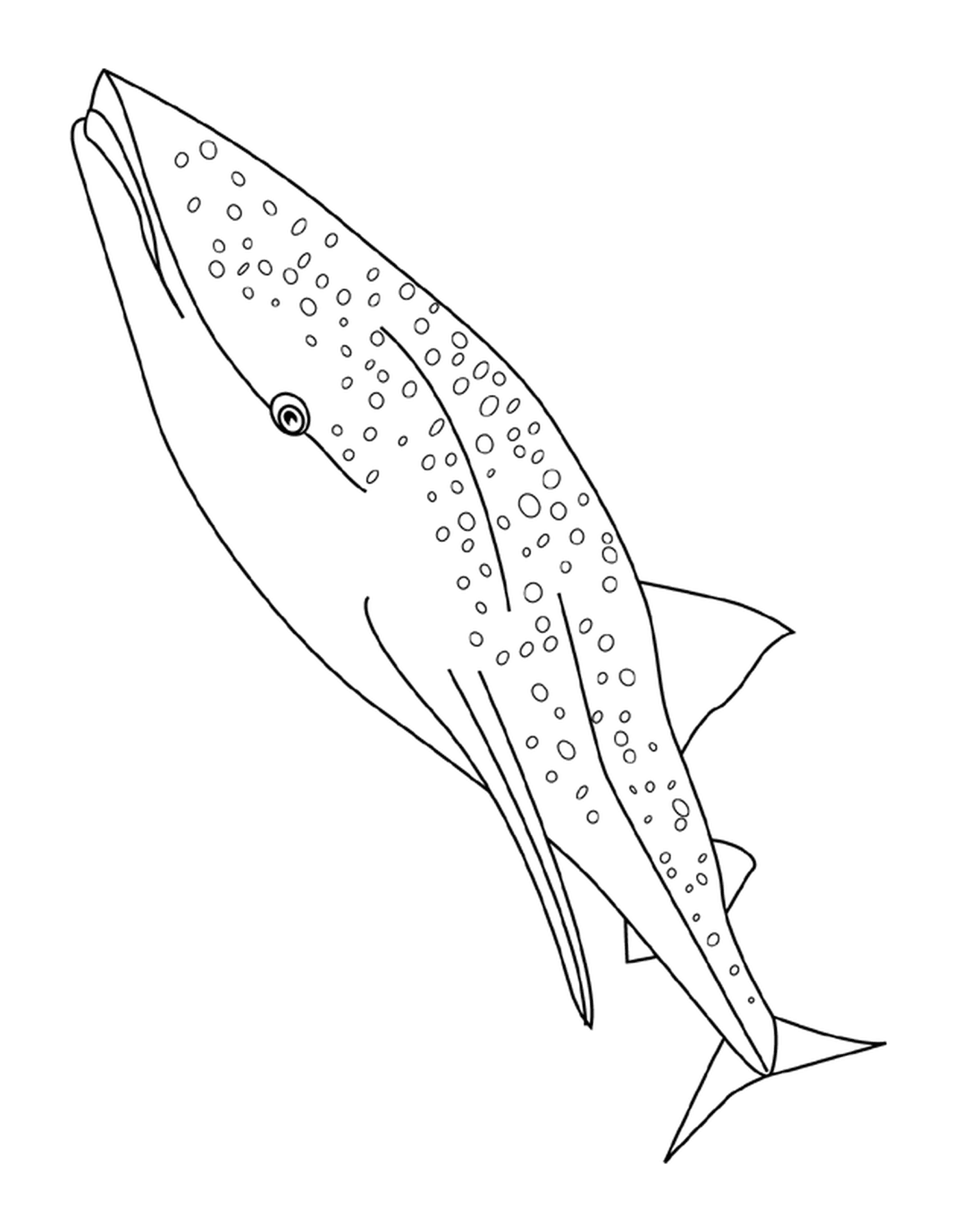  baleia tubarão-baleia 