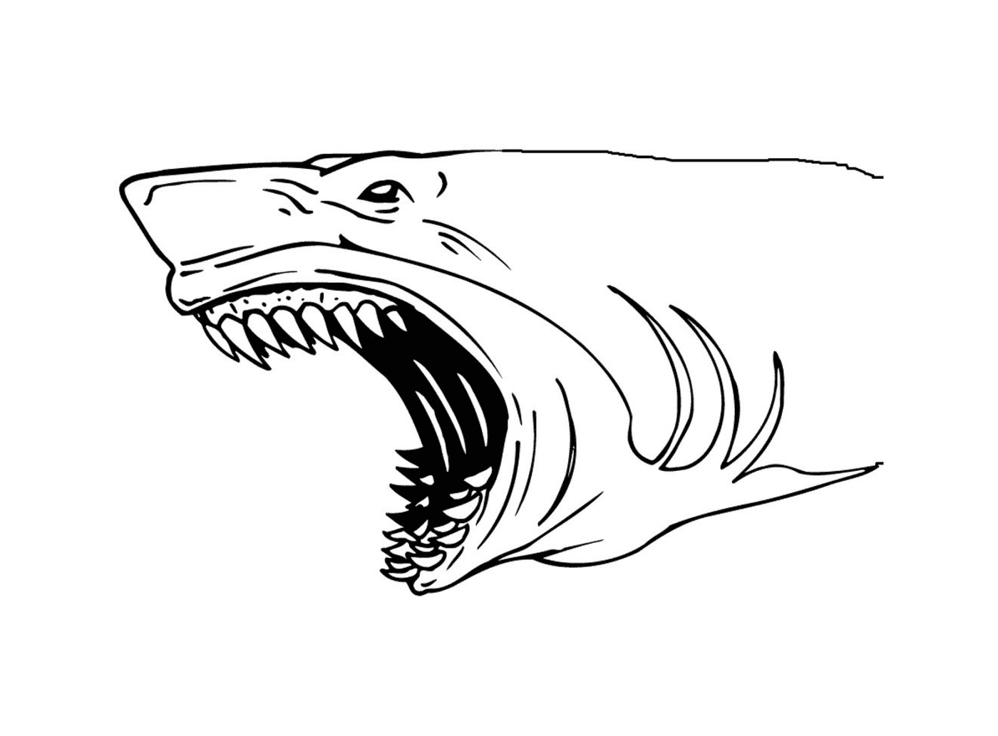  Tubarão com dentes grandes 