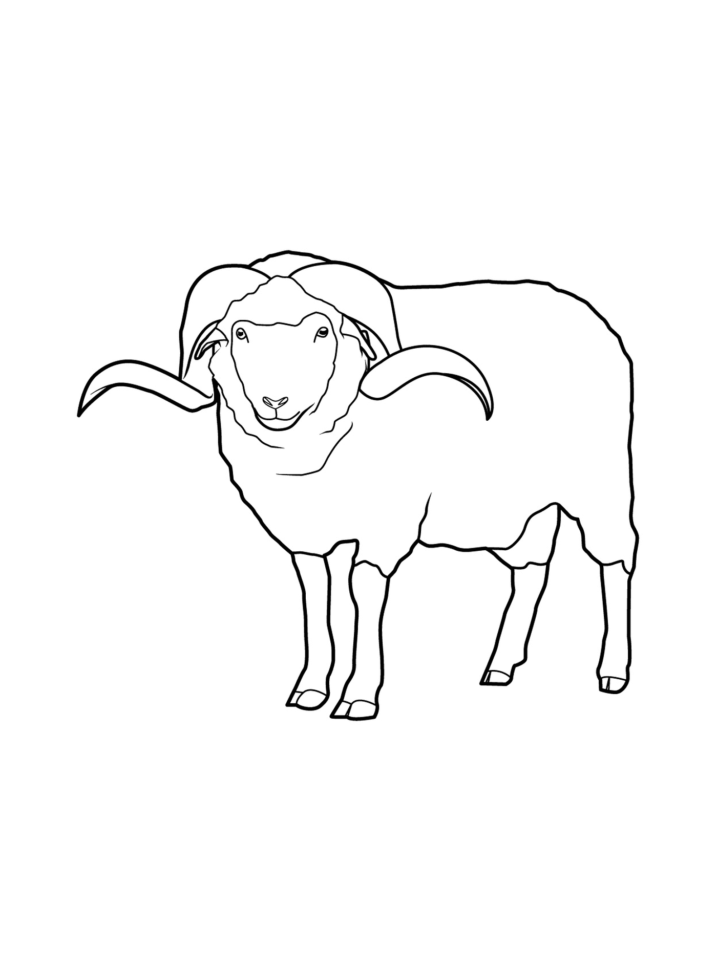  Mouton para celebração festiva 