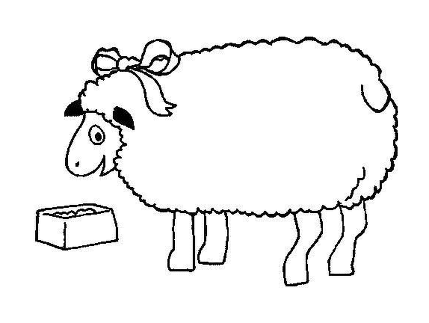  Ovelha come perto da caixa 