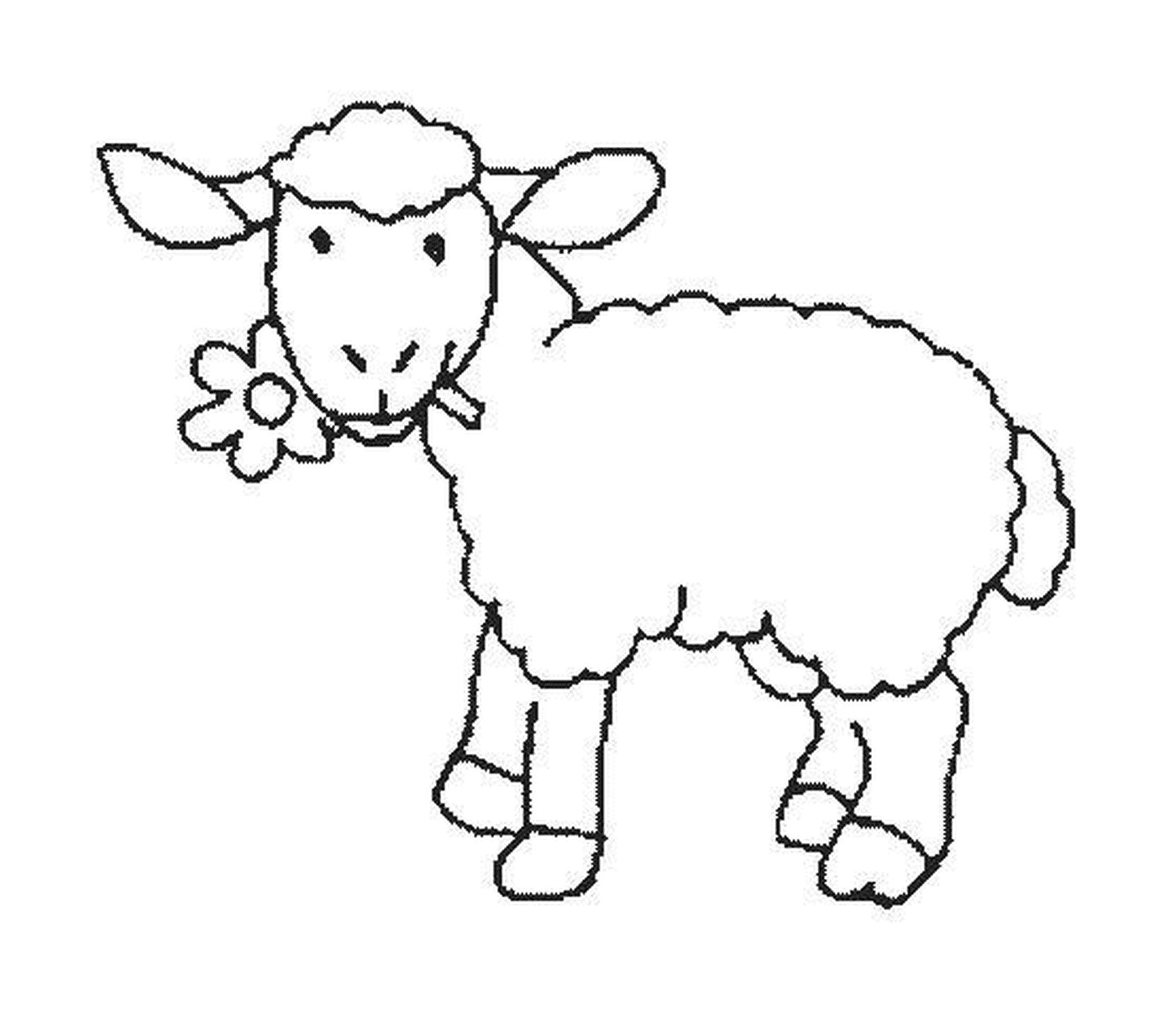  Mouton come flor graciosamente 