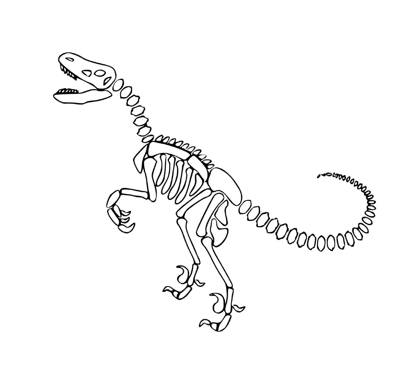  Dinossauro, esqueleto, com osso espiral 