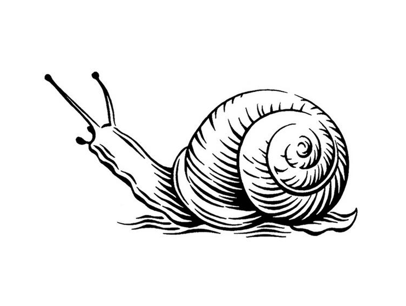  史蒂文·诺布设计的现实蜗牛 