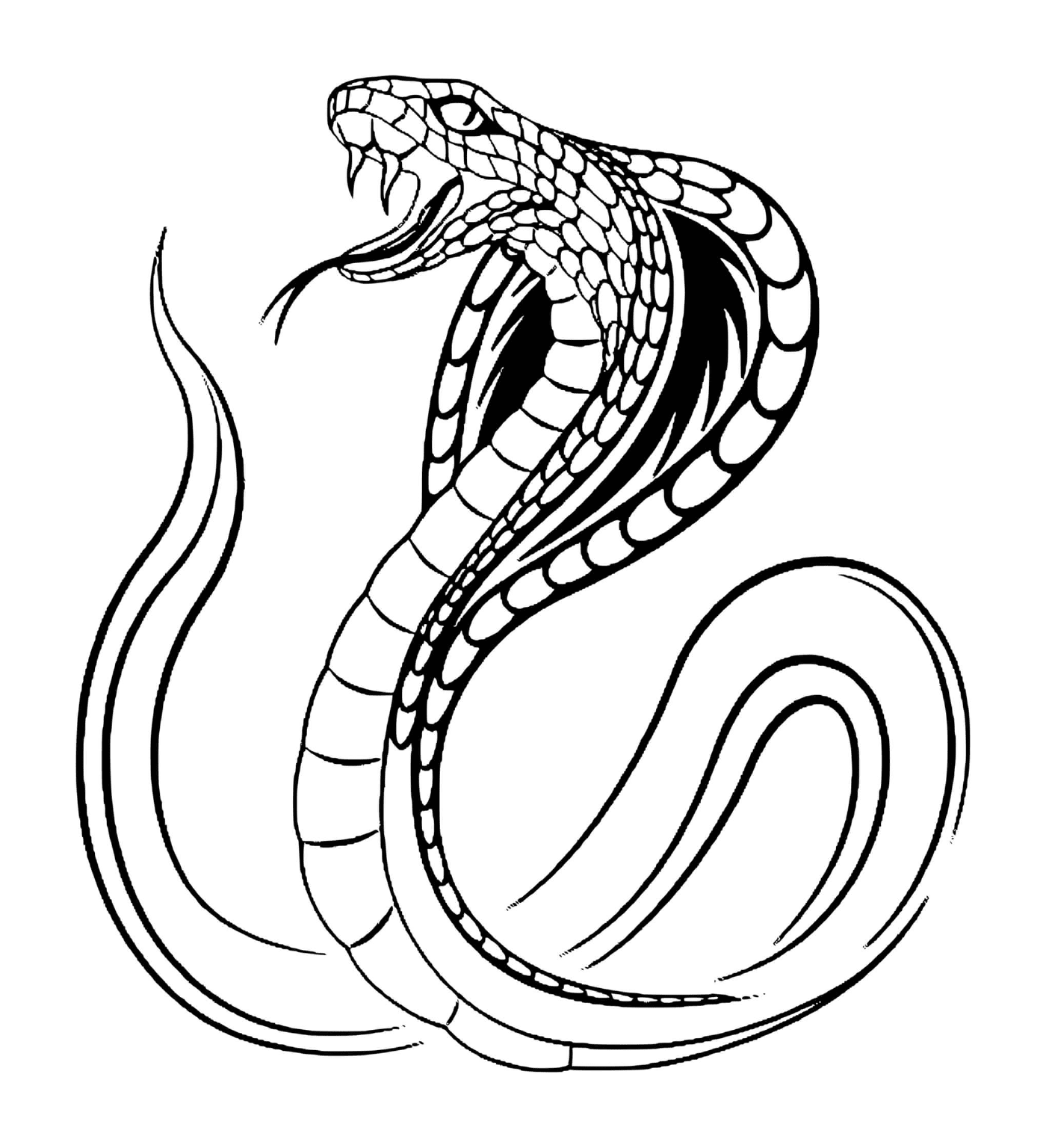  Cobra cobra 