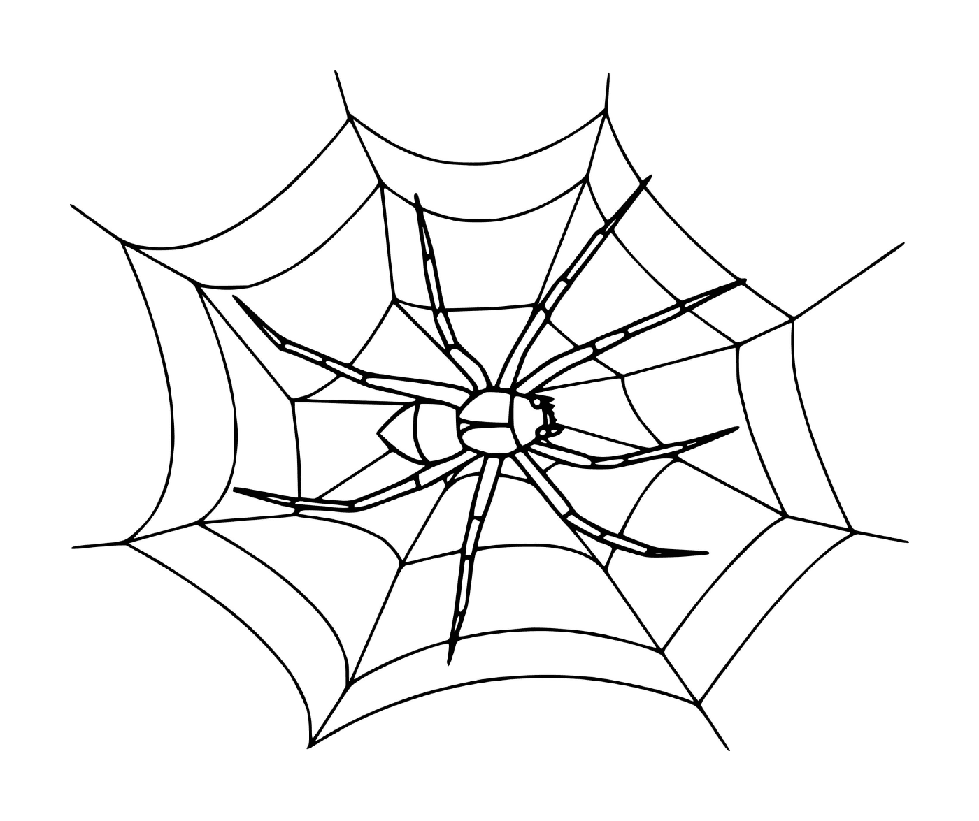  一个现实的蜘蛛网 