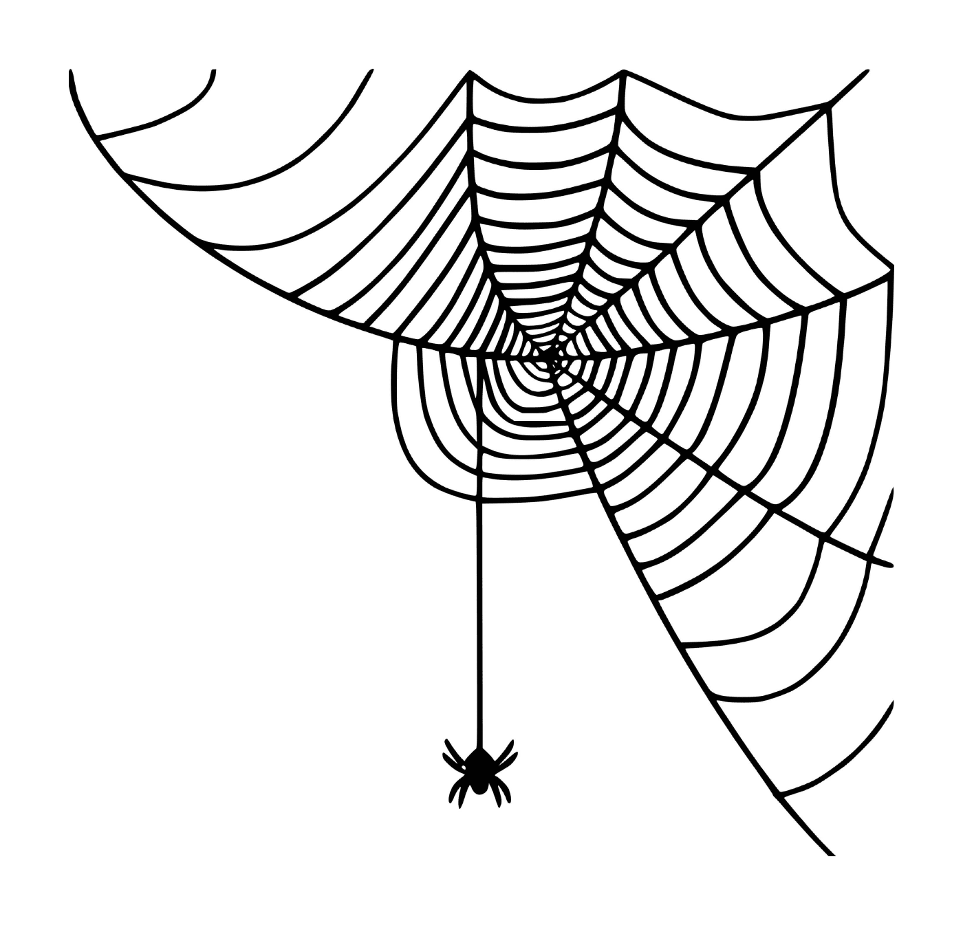  蜘蛛编织的小蜘蛛网 
