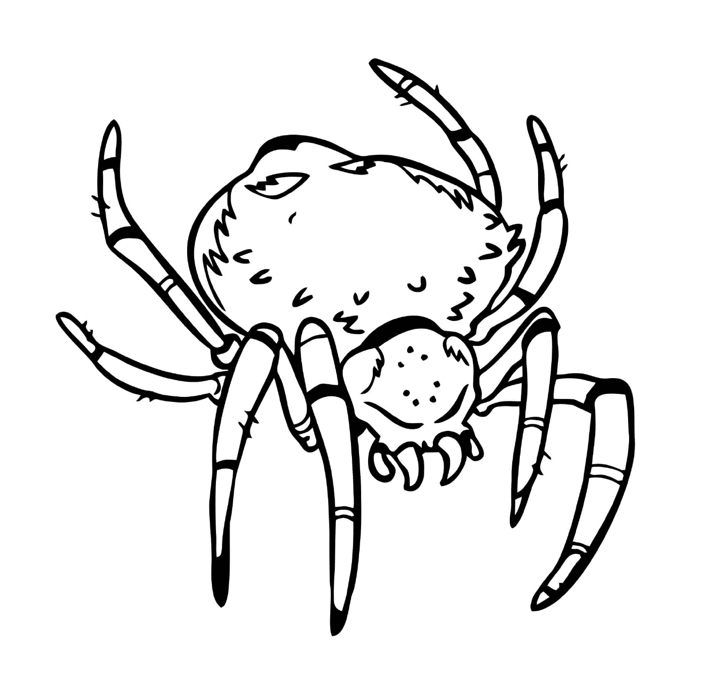  一只有大身材的可怕的蜘蛛 