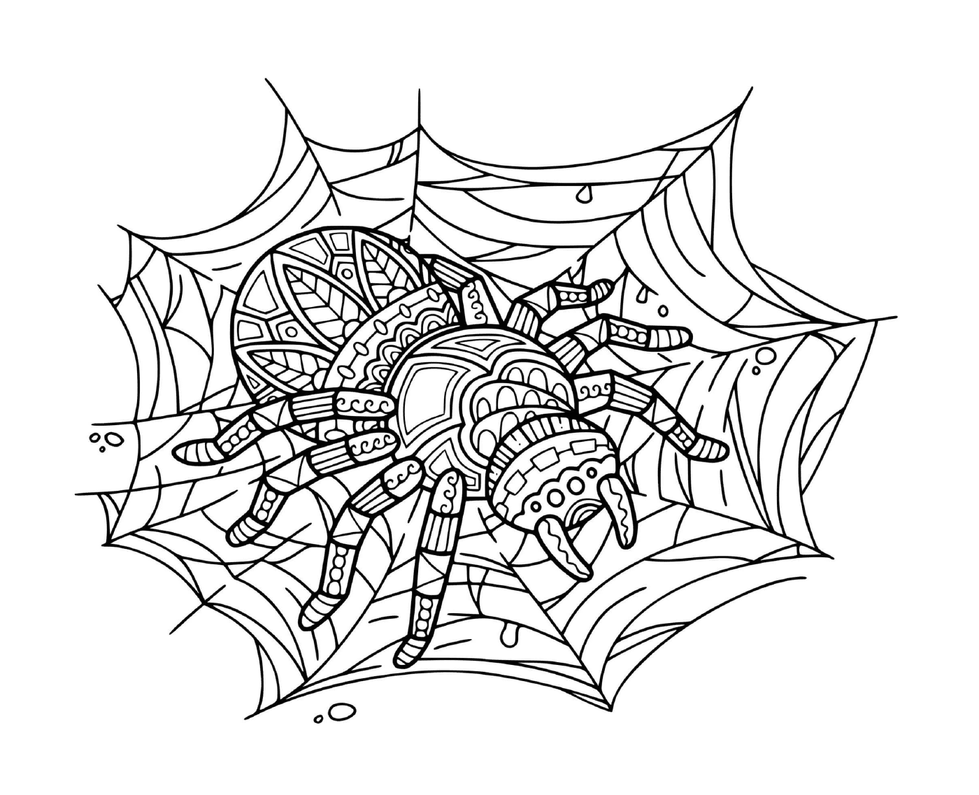  一只蜘蛛坐在曼达拉放松网上 