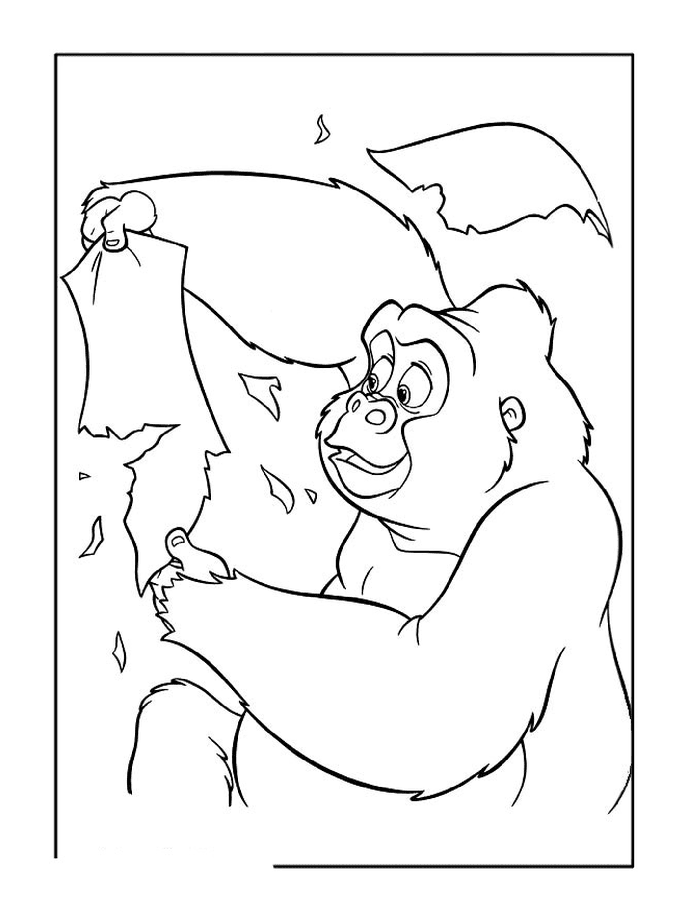  Gorila adulto segurando folhas 