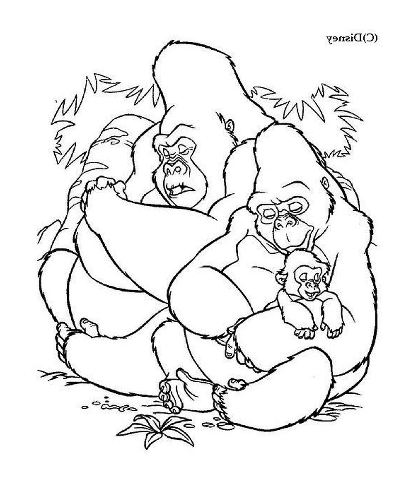  Gorilas dos pais e seu bebê 