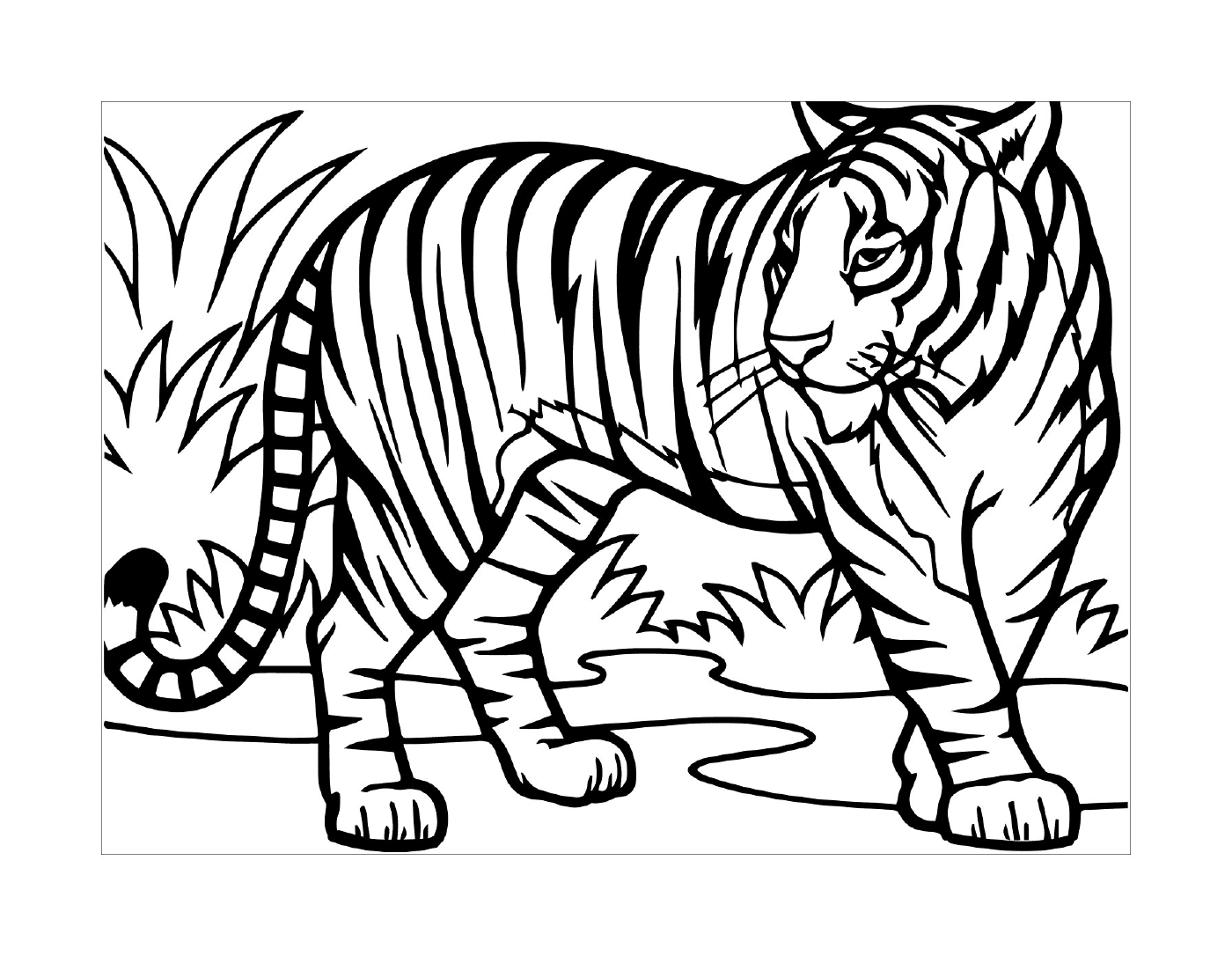  Um tigre selvagem na natureza 