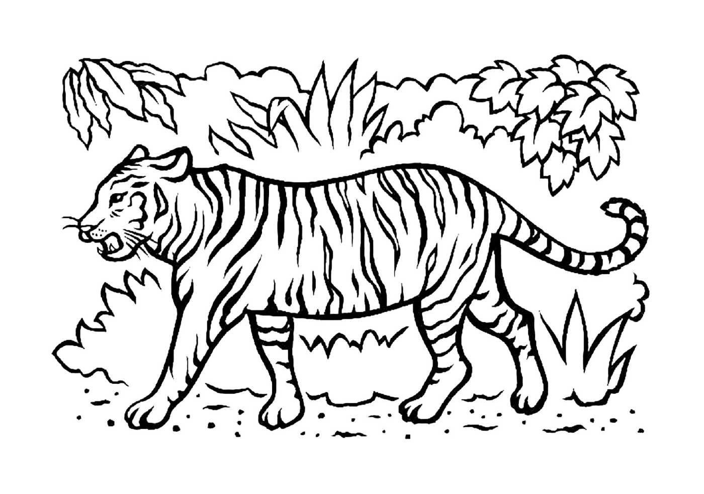  稀树草原上美丽的老虎 