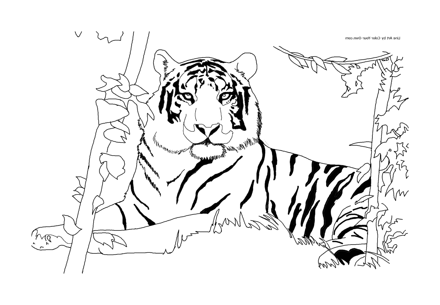  Um tigre africano em seu habitat 