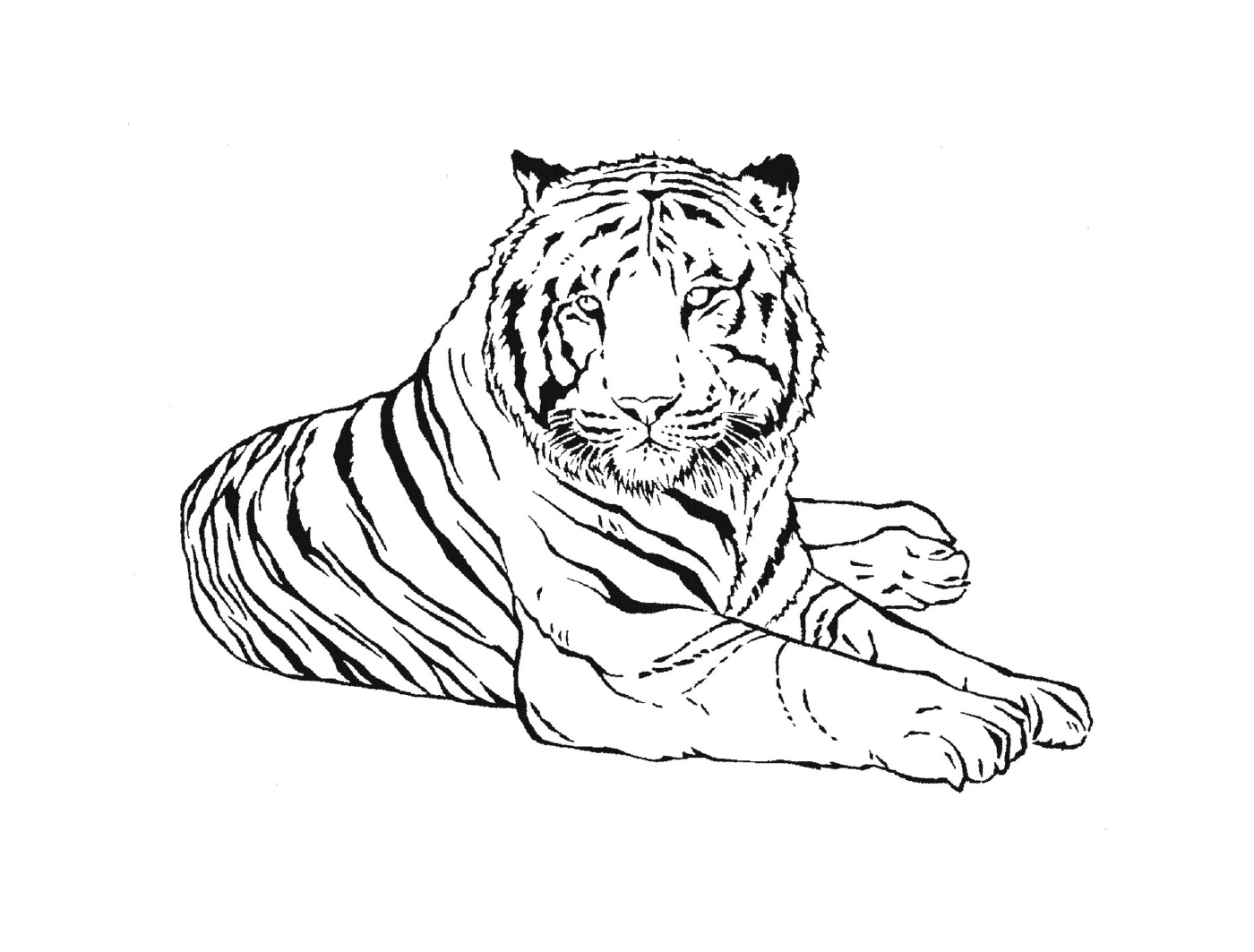  तूफानी हवा के क्षेत्र से एक बाघ 