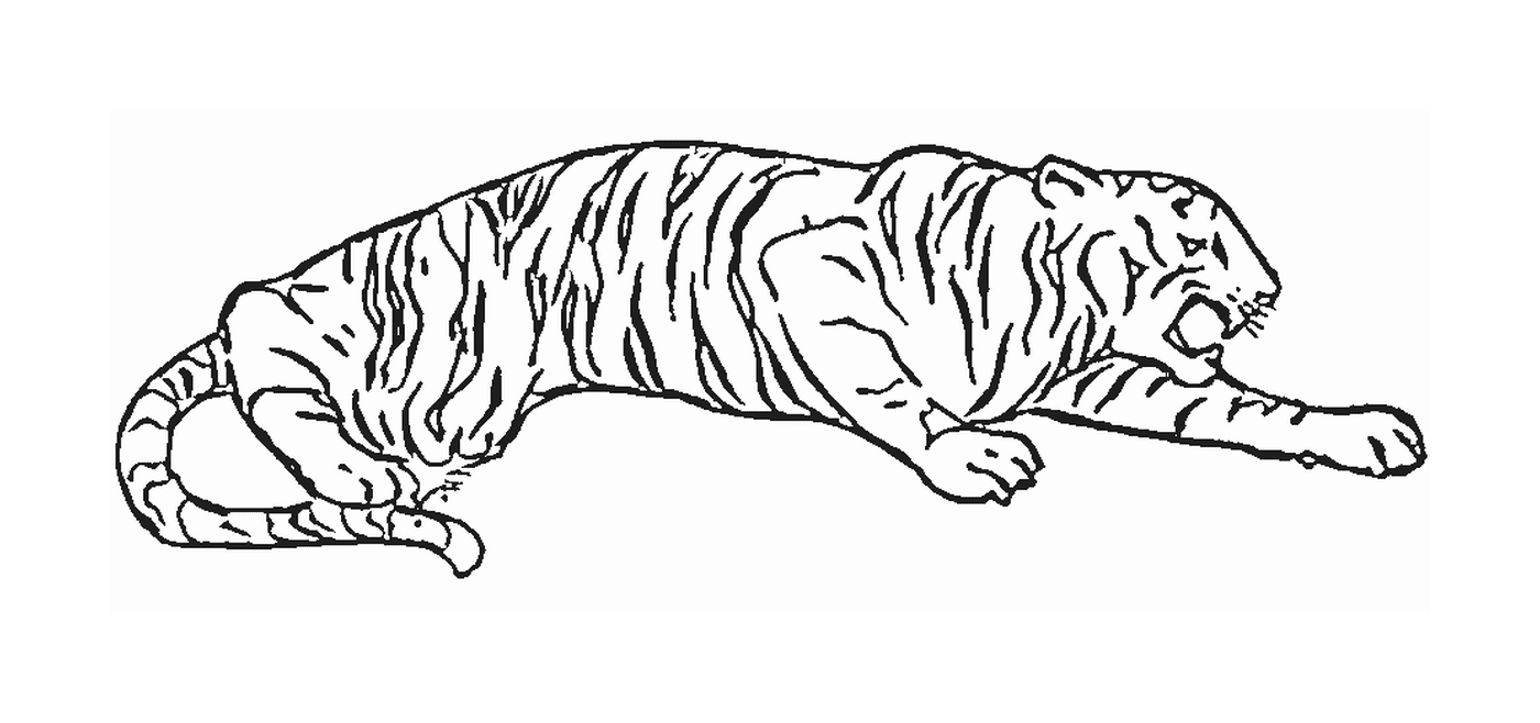  一只睡虎 