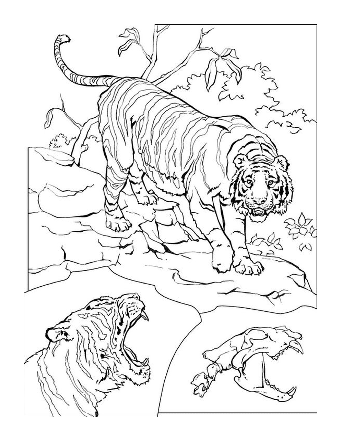  एक विशाल बाघ 