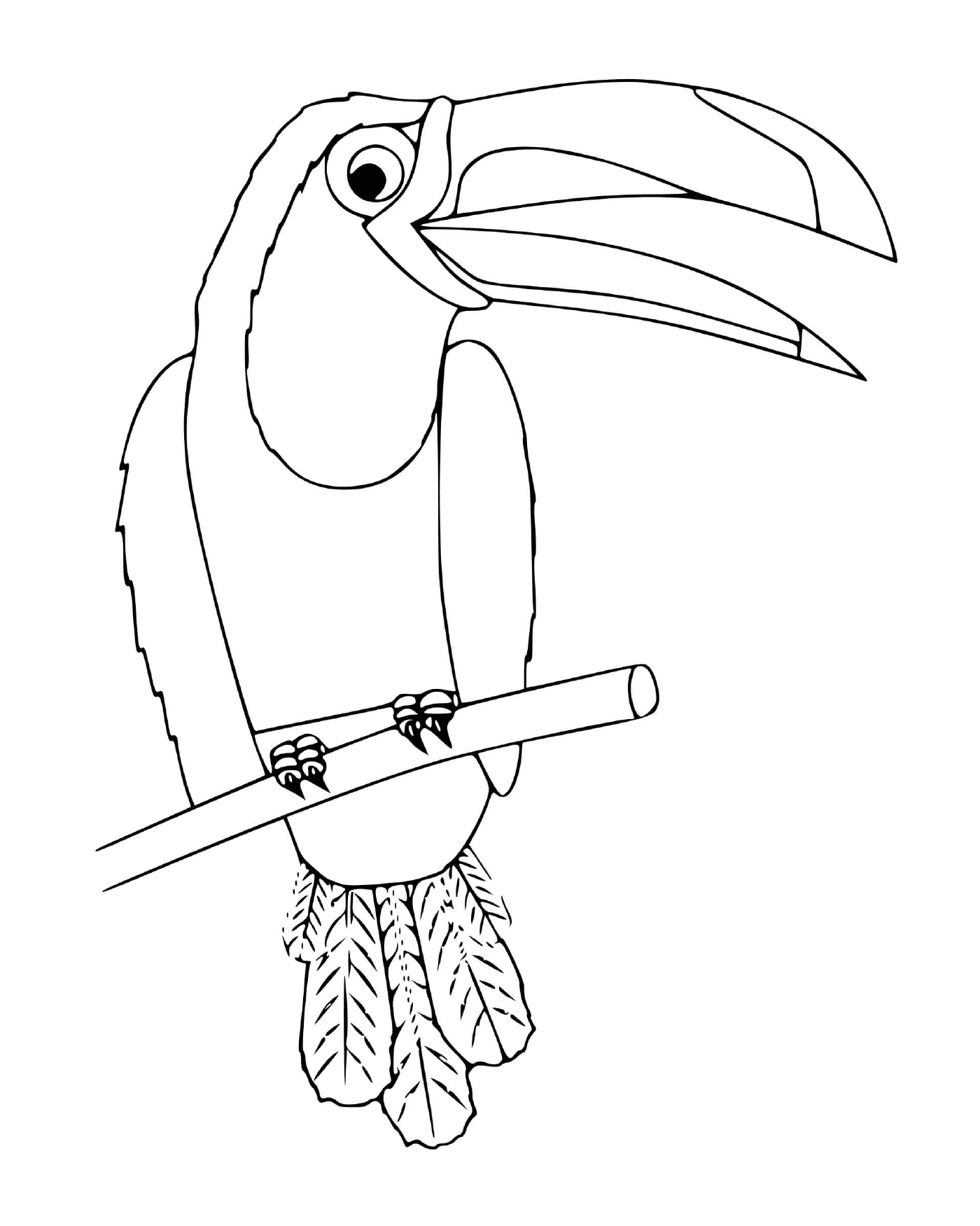  Toucan, pássaro mexicano 