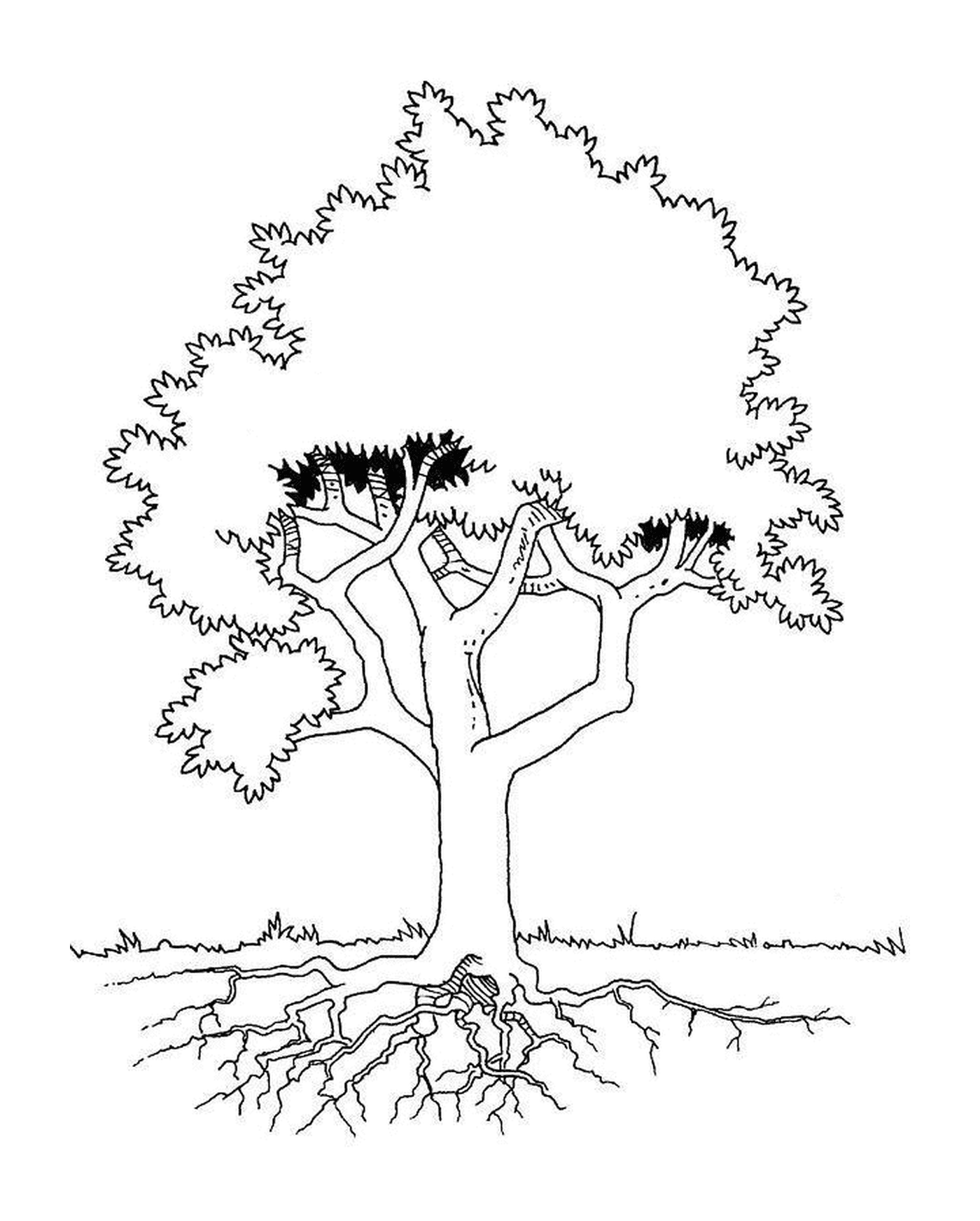  Uma árvore com raízes 