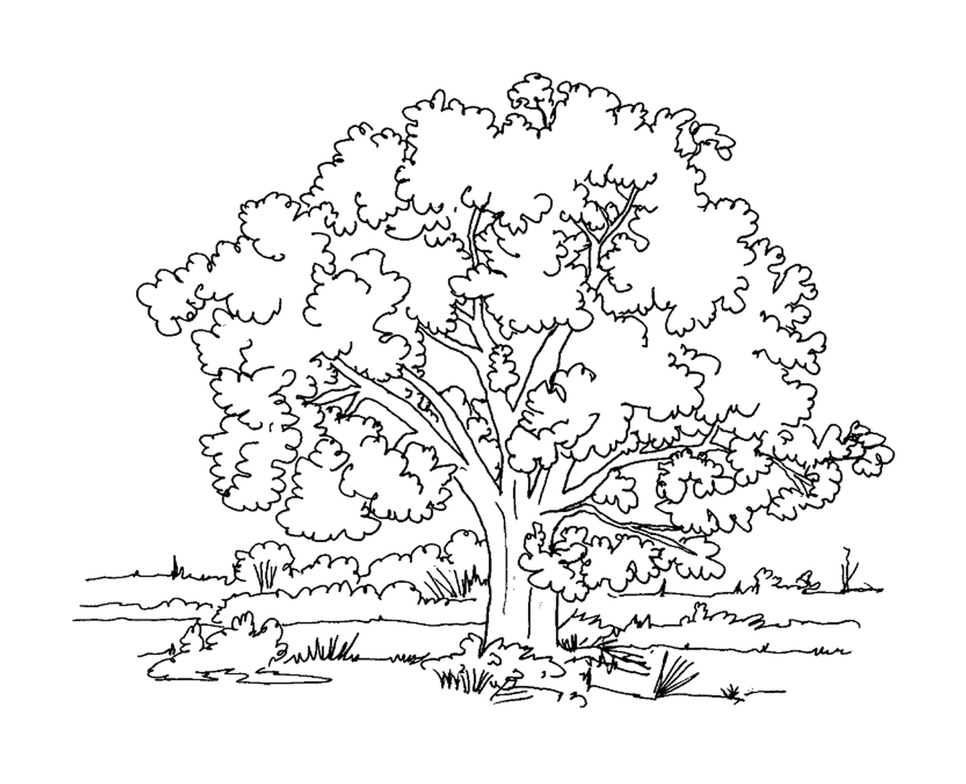  Uma árvore em um prado 