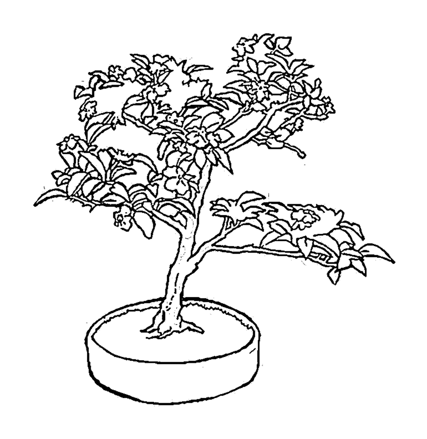  A bonsai 