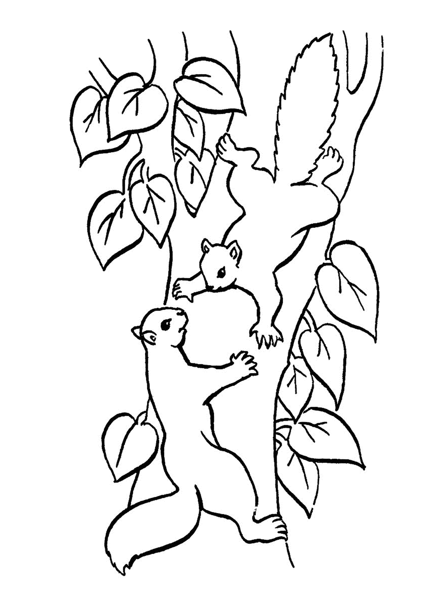  Dois esquilos em um galho de árvore 
