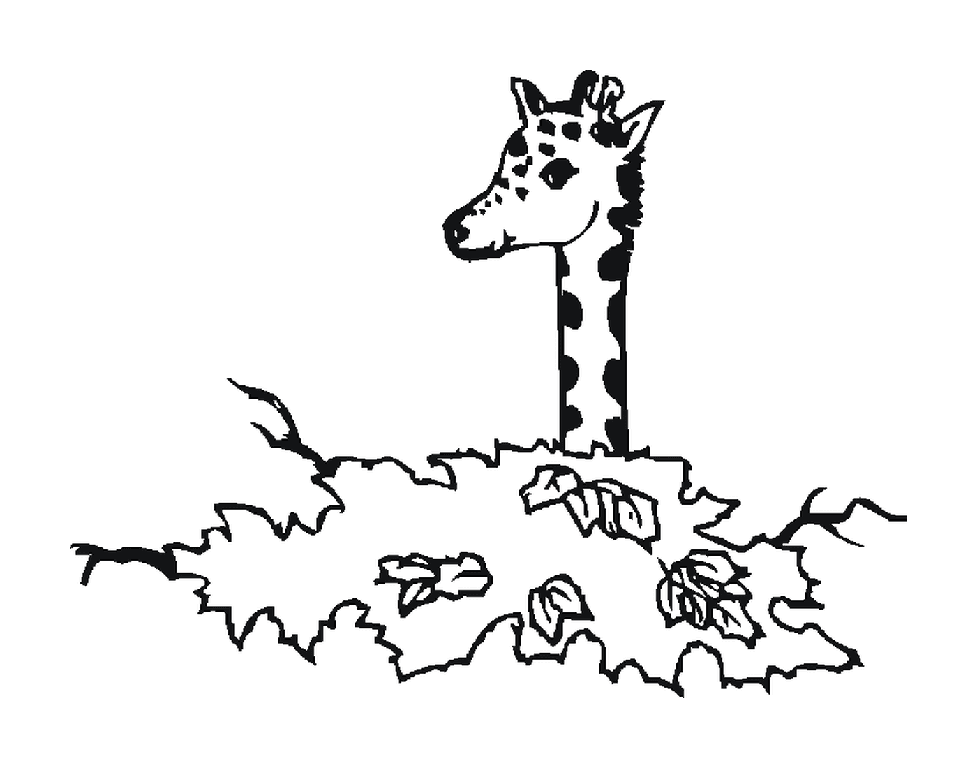  Uma girafa além das árvores 