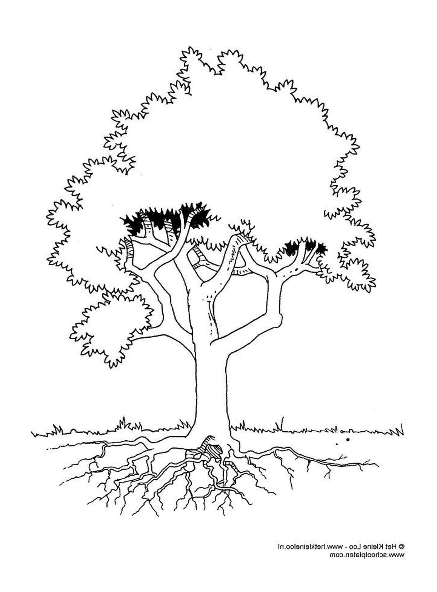  Uma árvore com raízes 