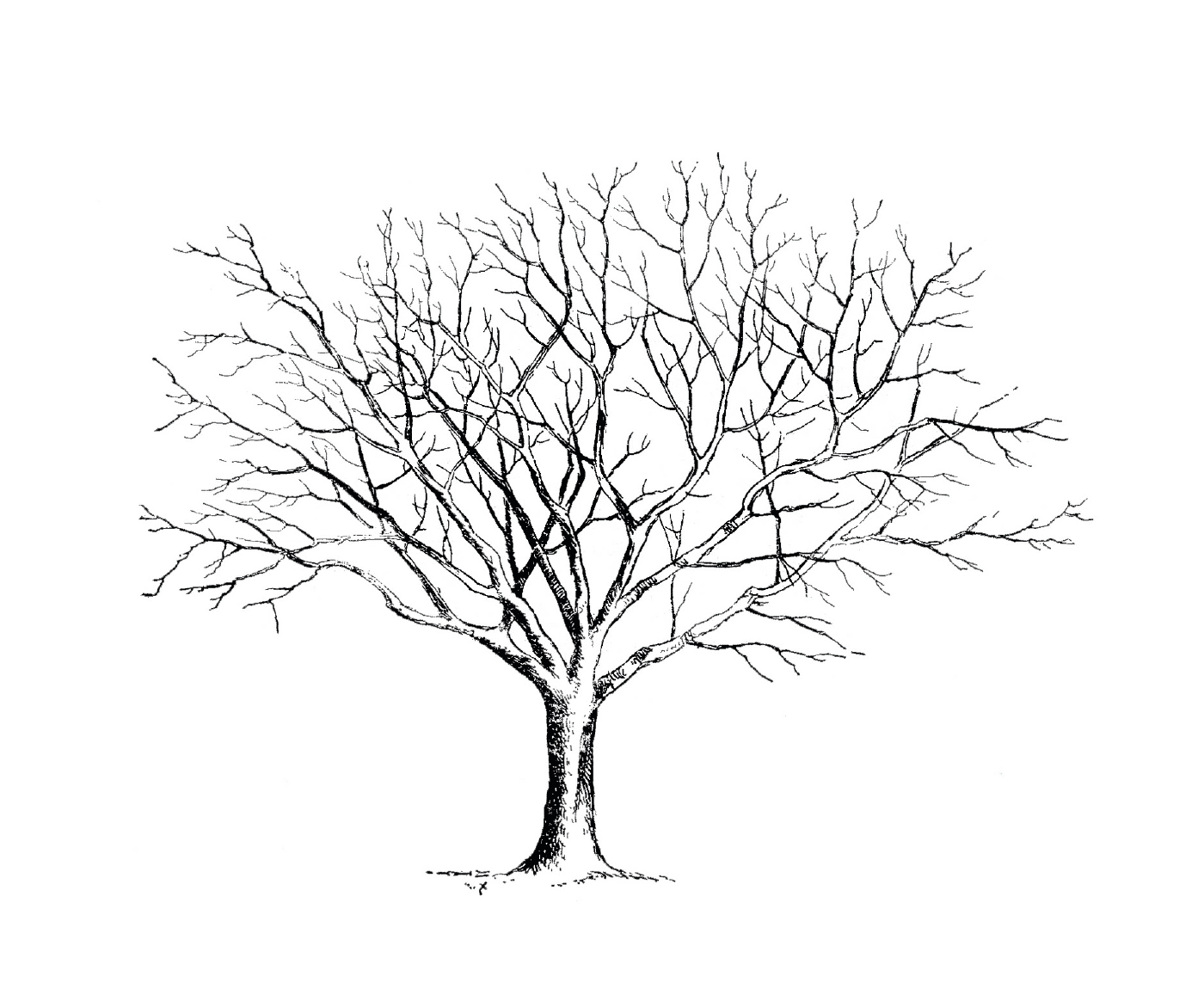  Uma árvore nua sem folhas 