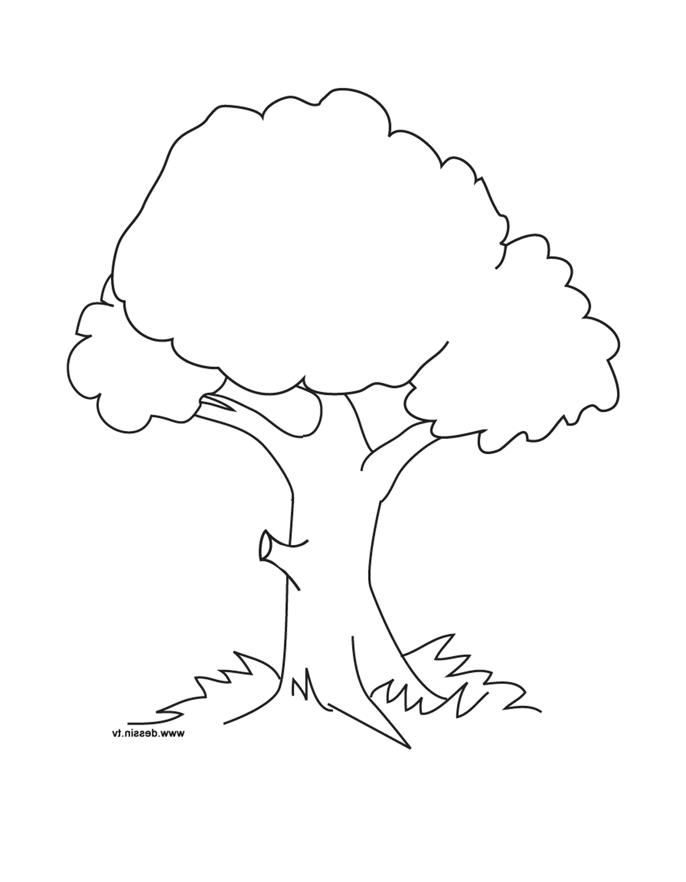  árvore 