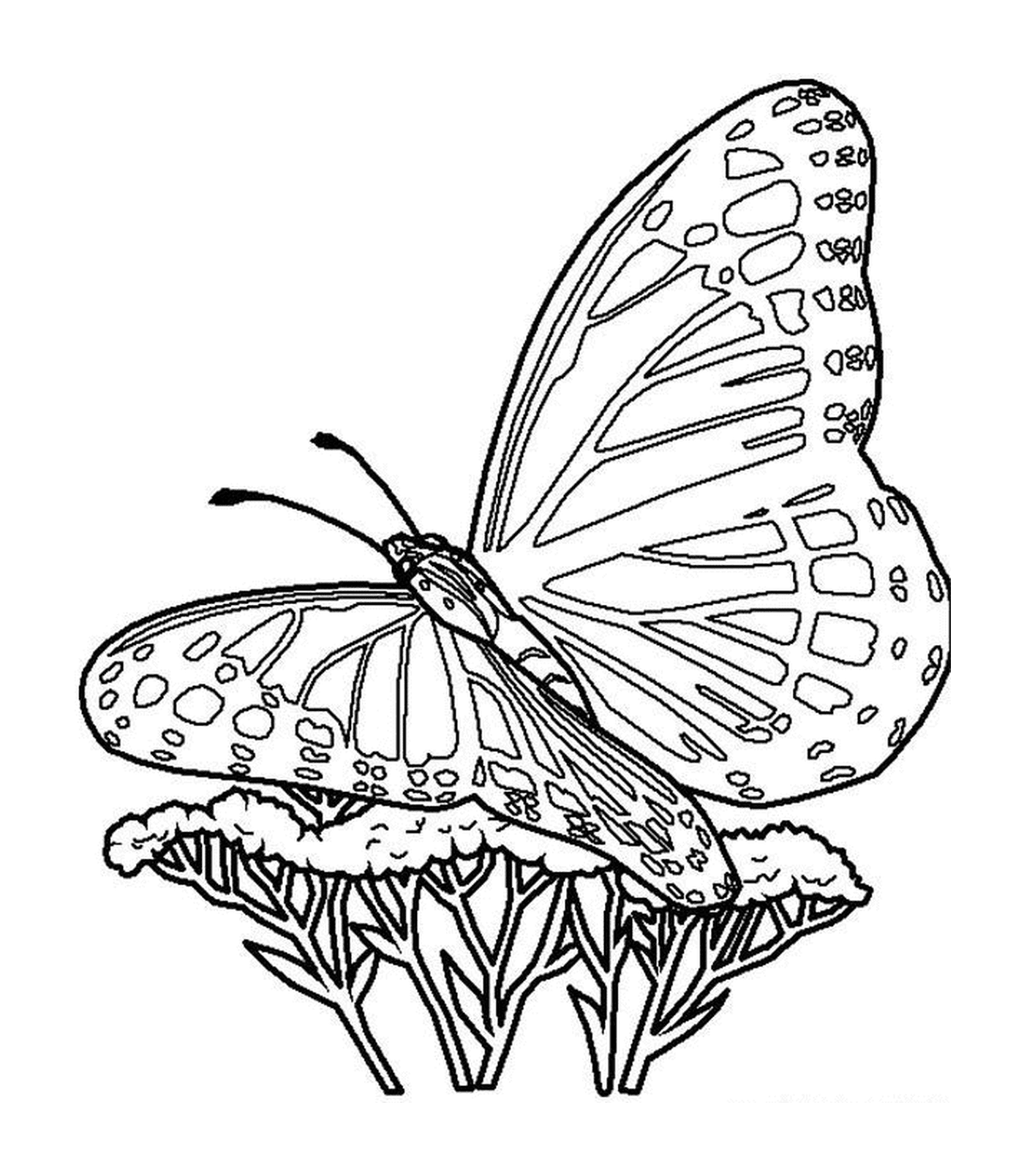  Uma borboleta em uma flor 
