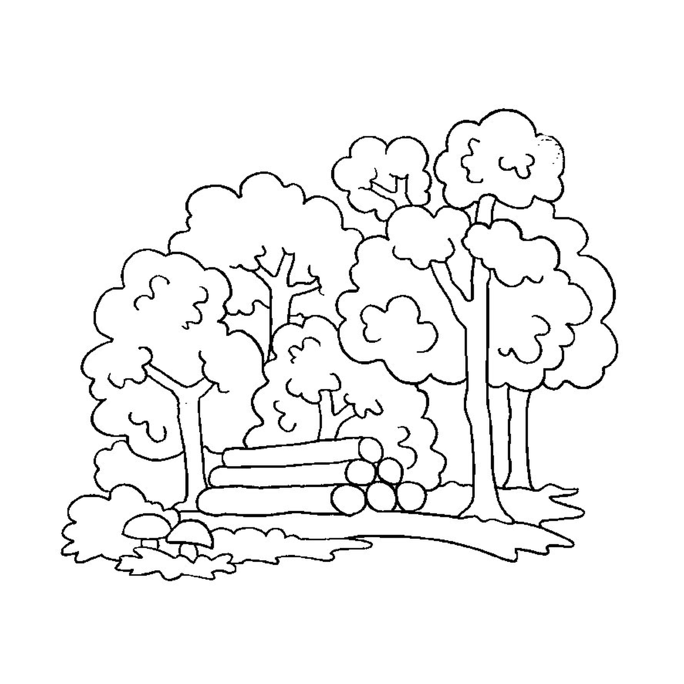  Árvores e troncos 
