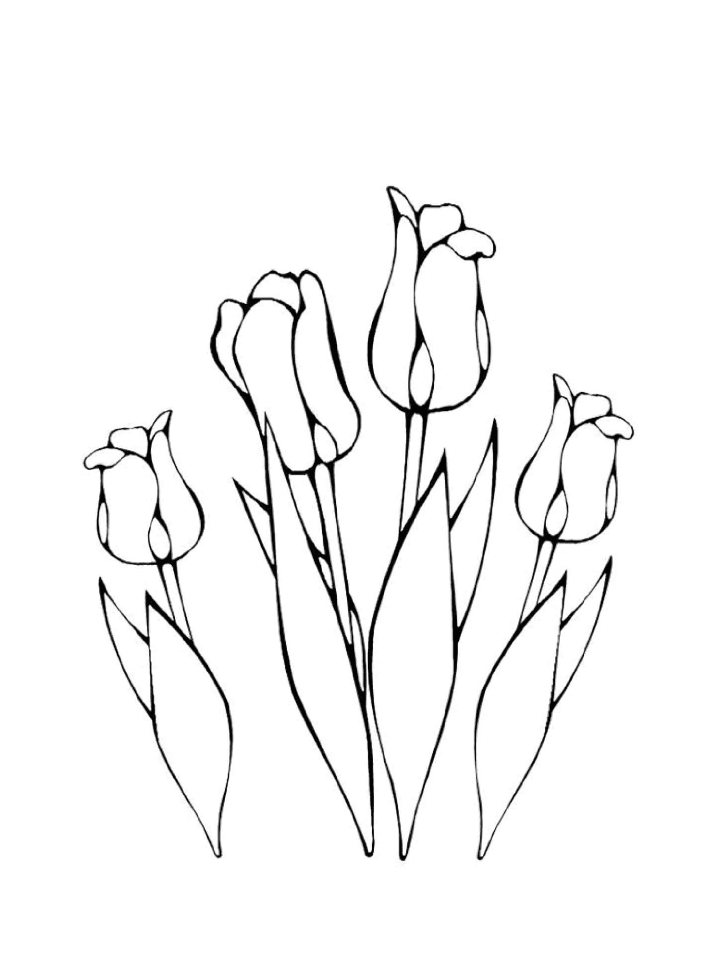  Várias flores tulips greigii 