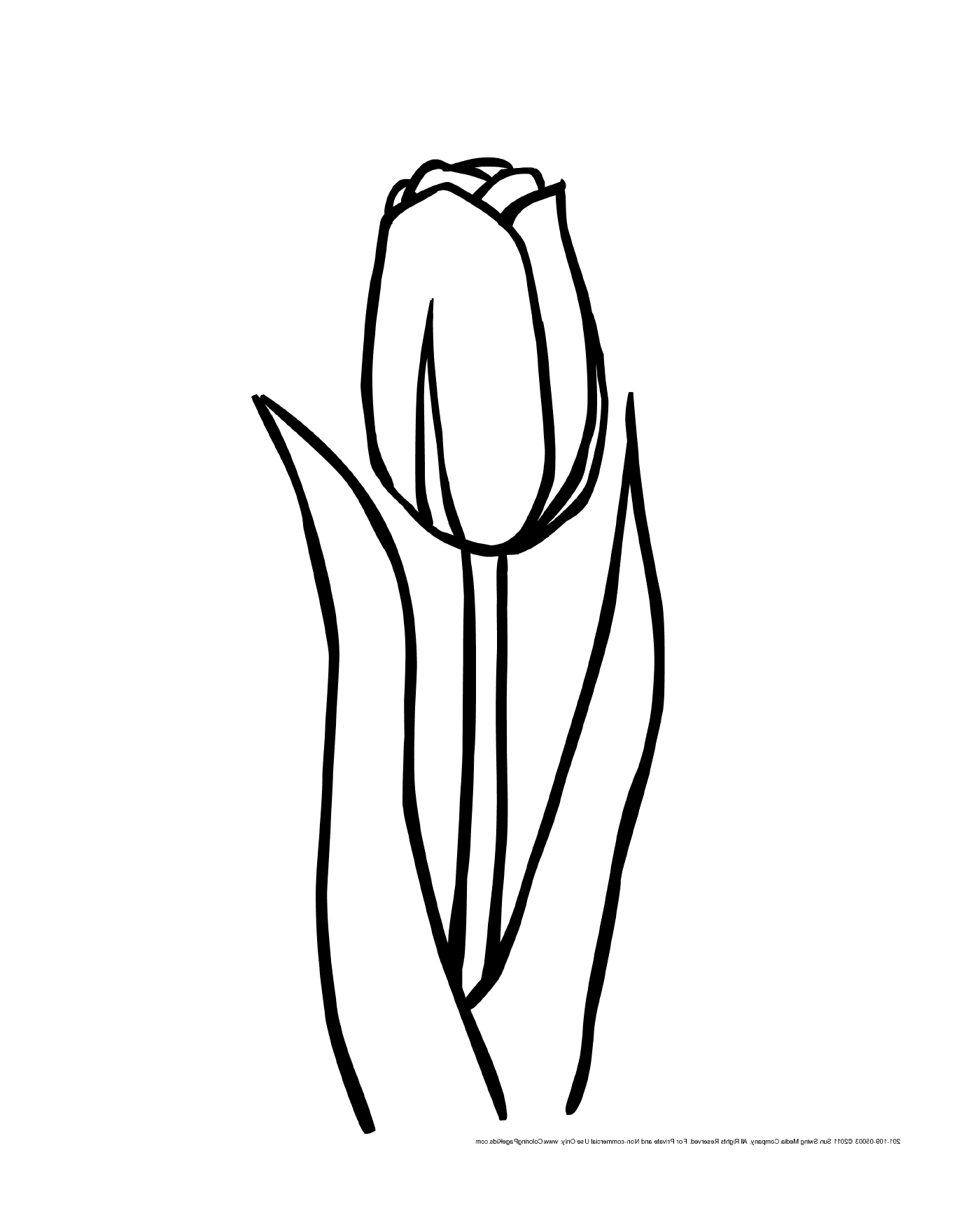  flor de tulipa na flor 
