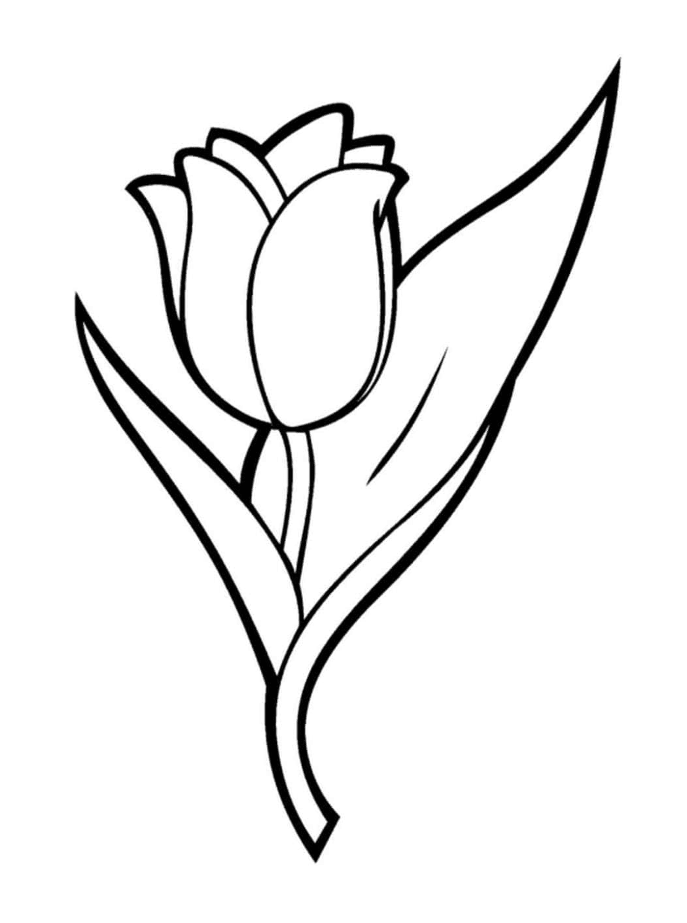  flor tulip suave 