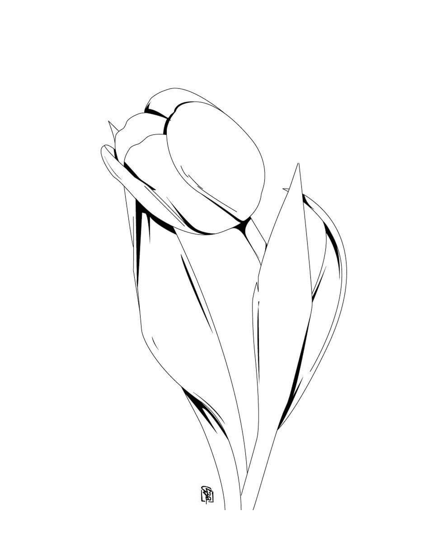  flor de tulipa órfã 
