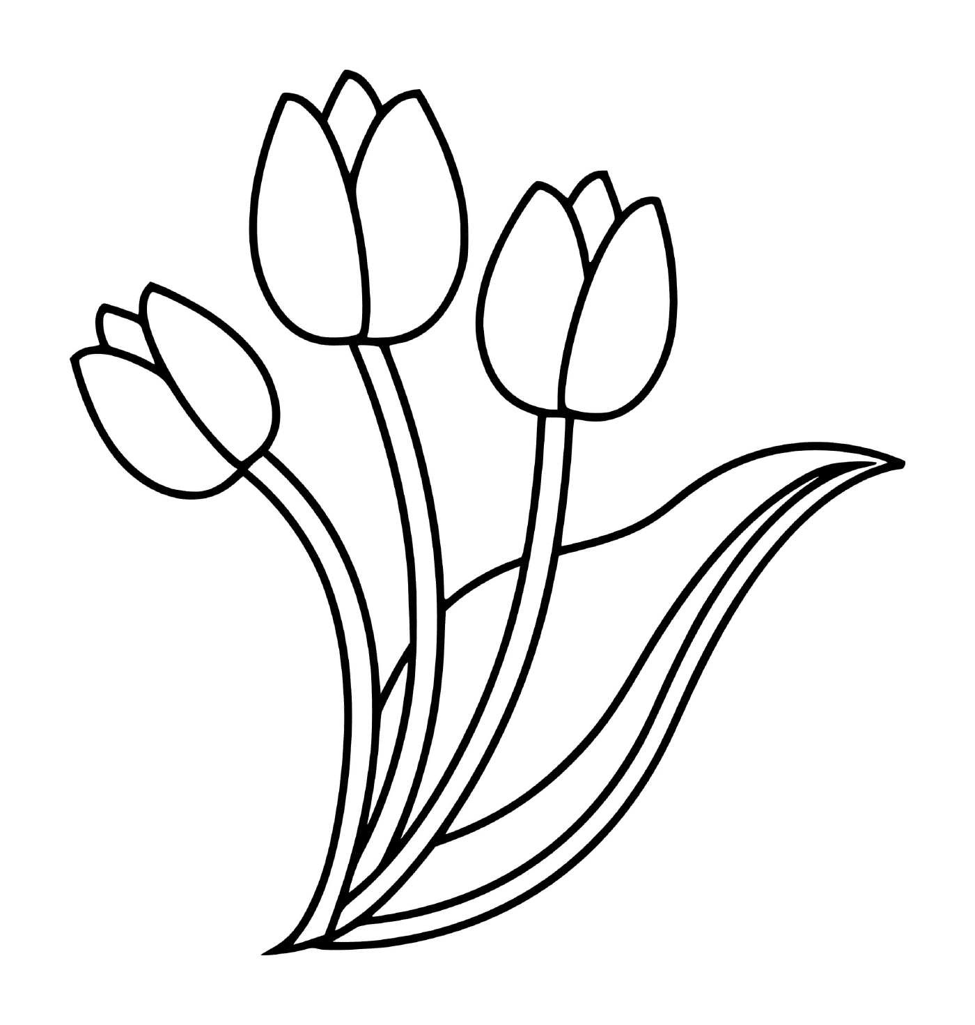  flor tulipa 