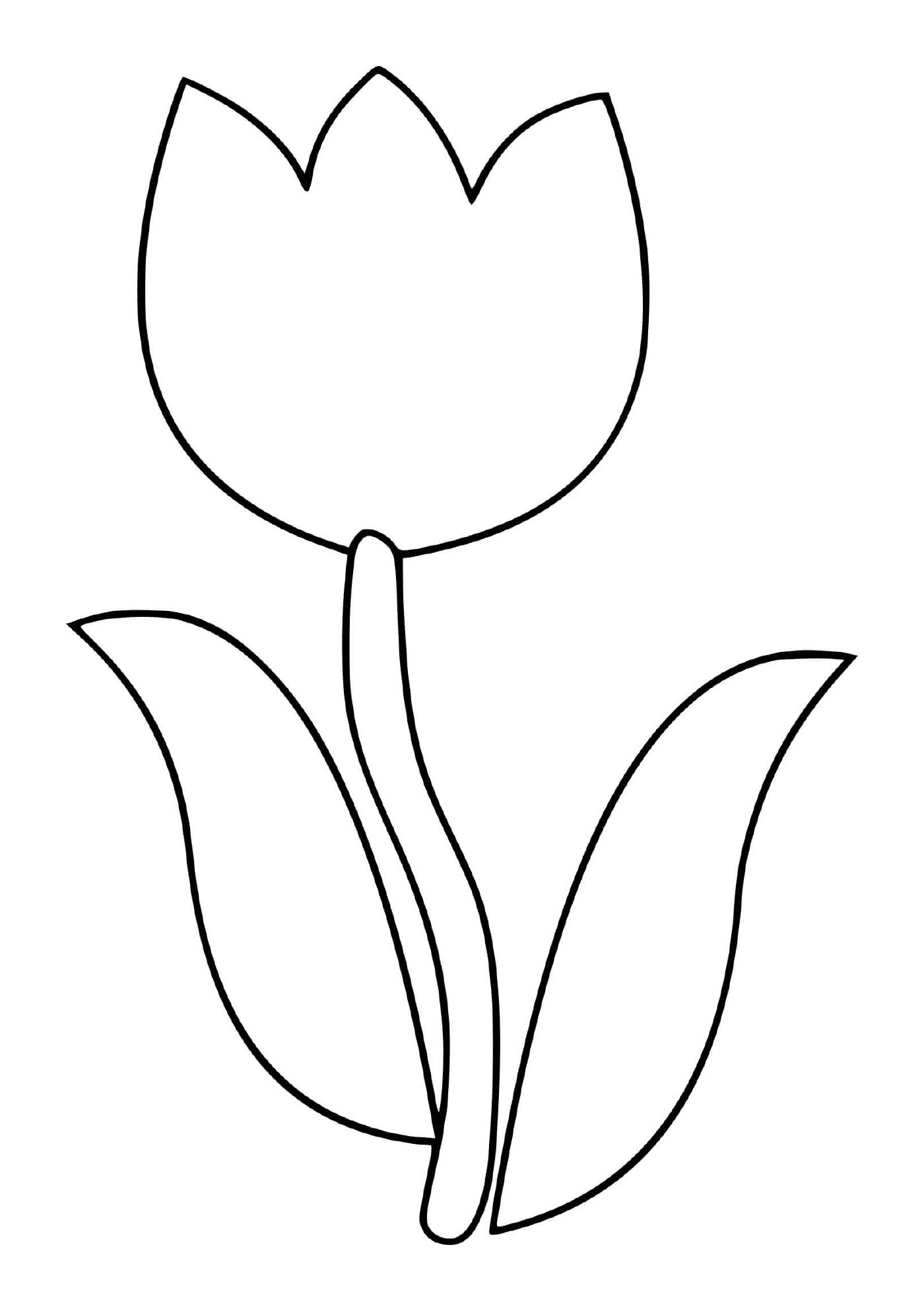  flor tulip simples 