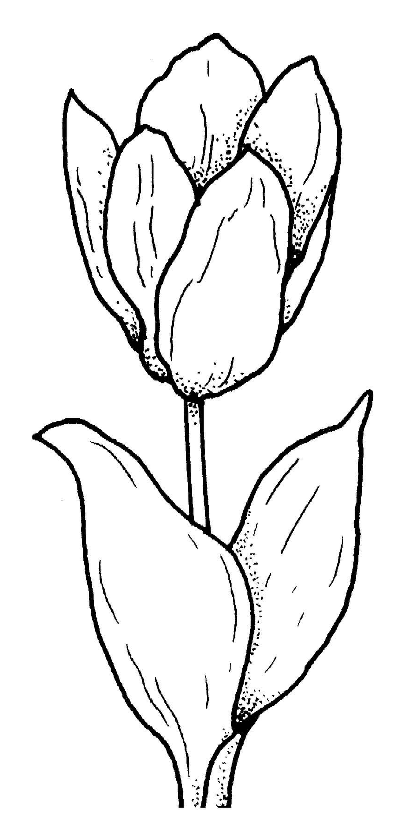  flor tulip original 