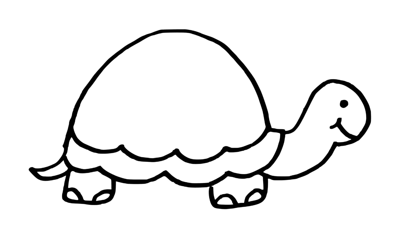  Tartaruga com casca plana 