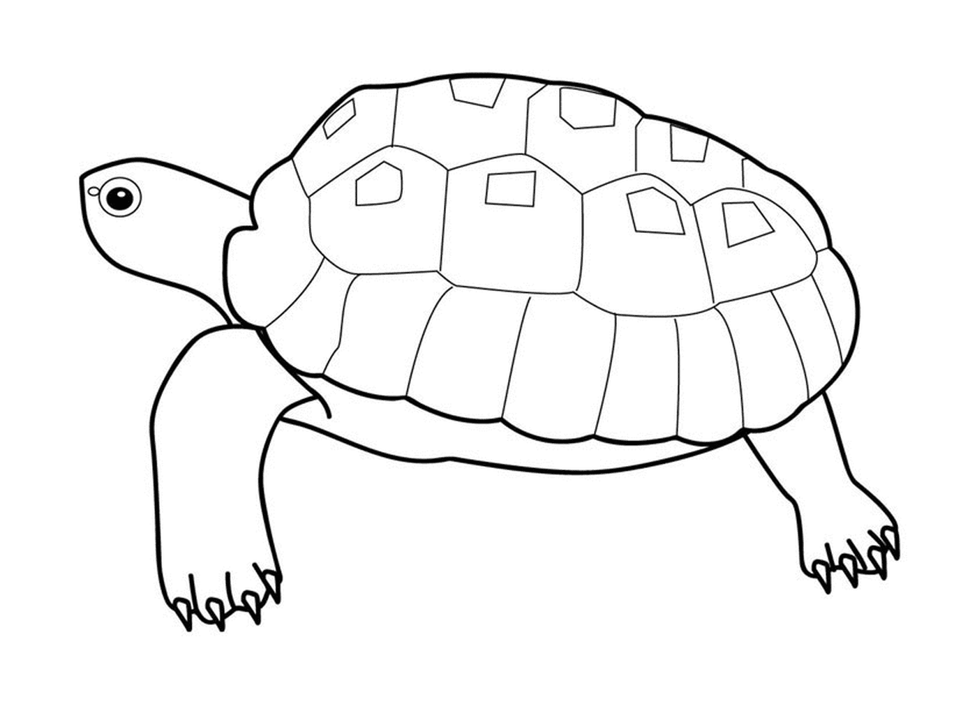  tartaruga cheloniidae 