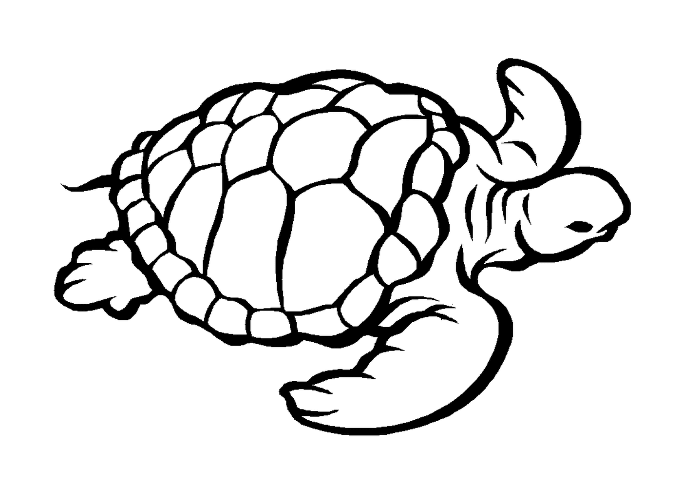  Tartaruga marinha 