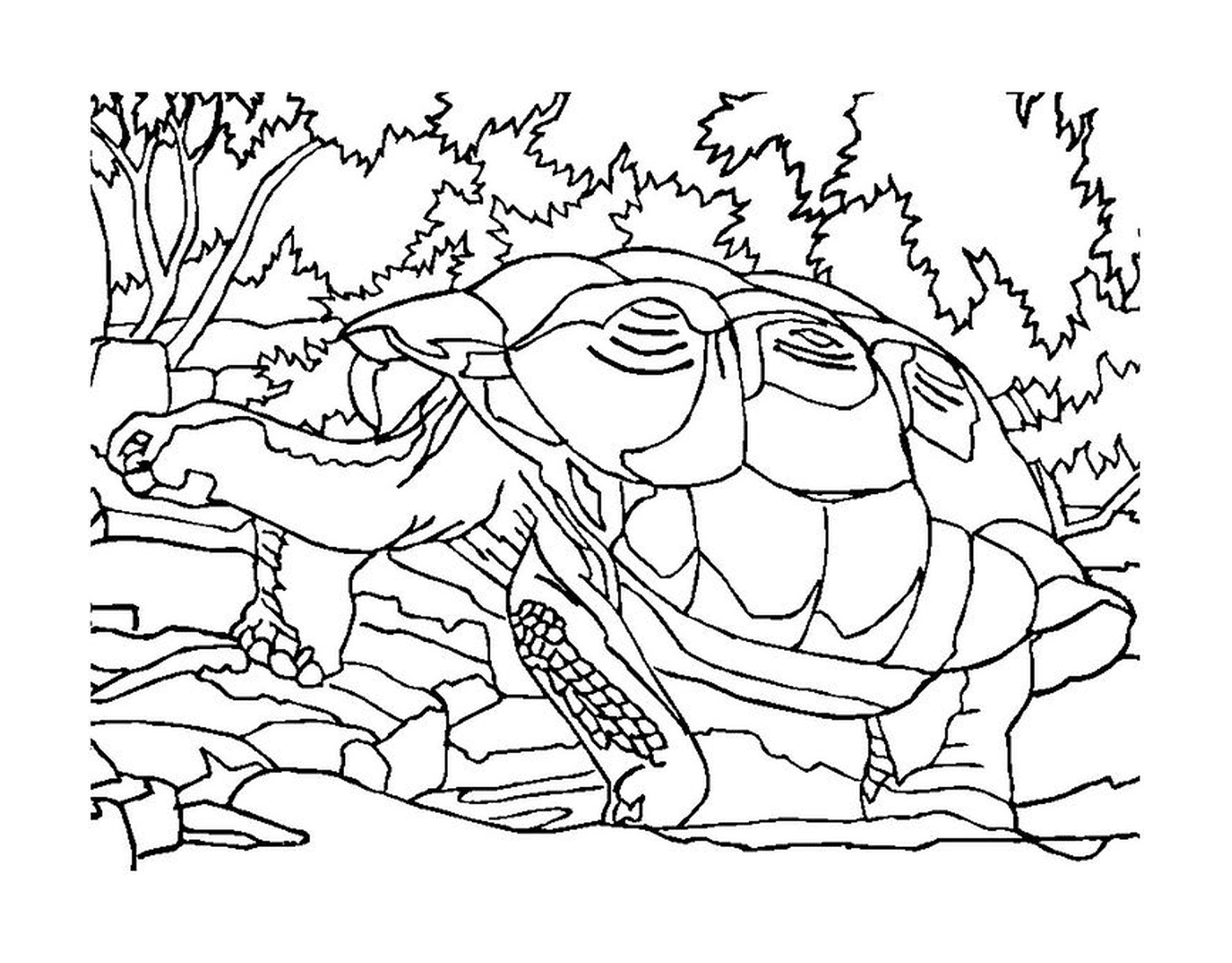  Tartaruga na floresta 