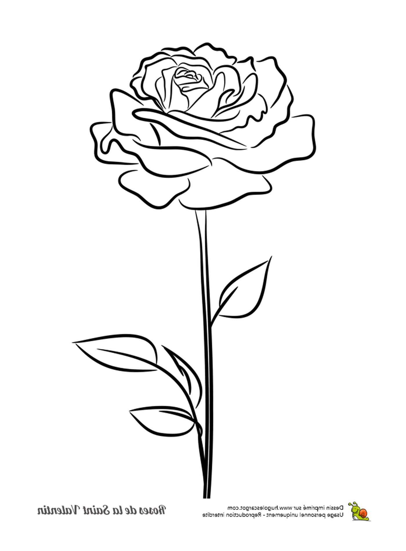  Uma rosa 
