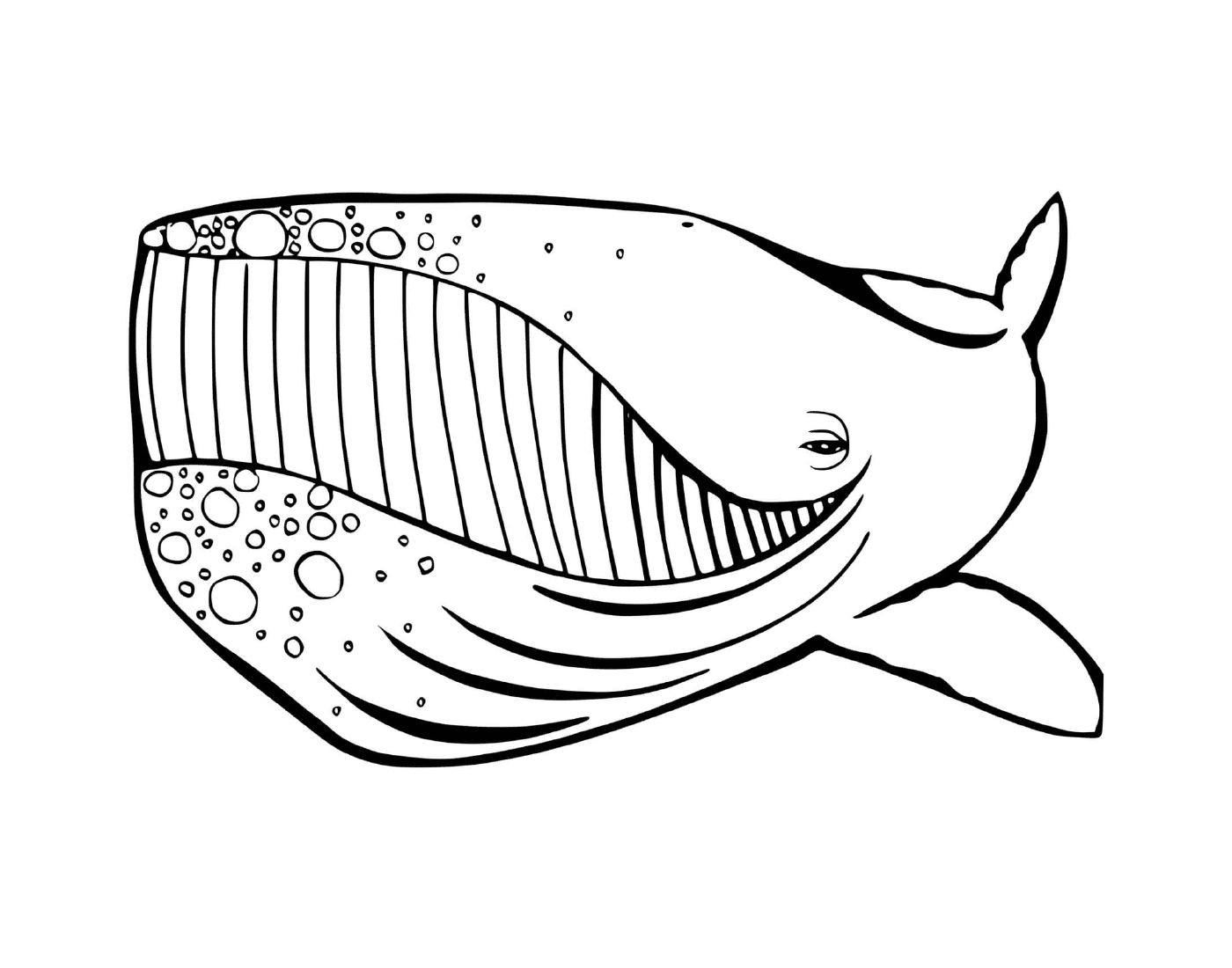  鲸鱼 