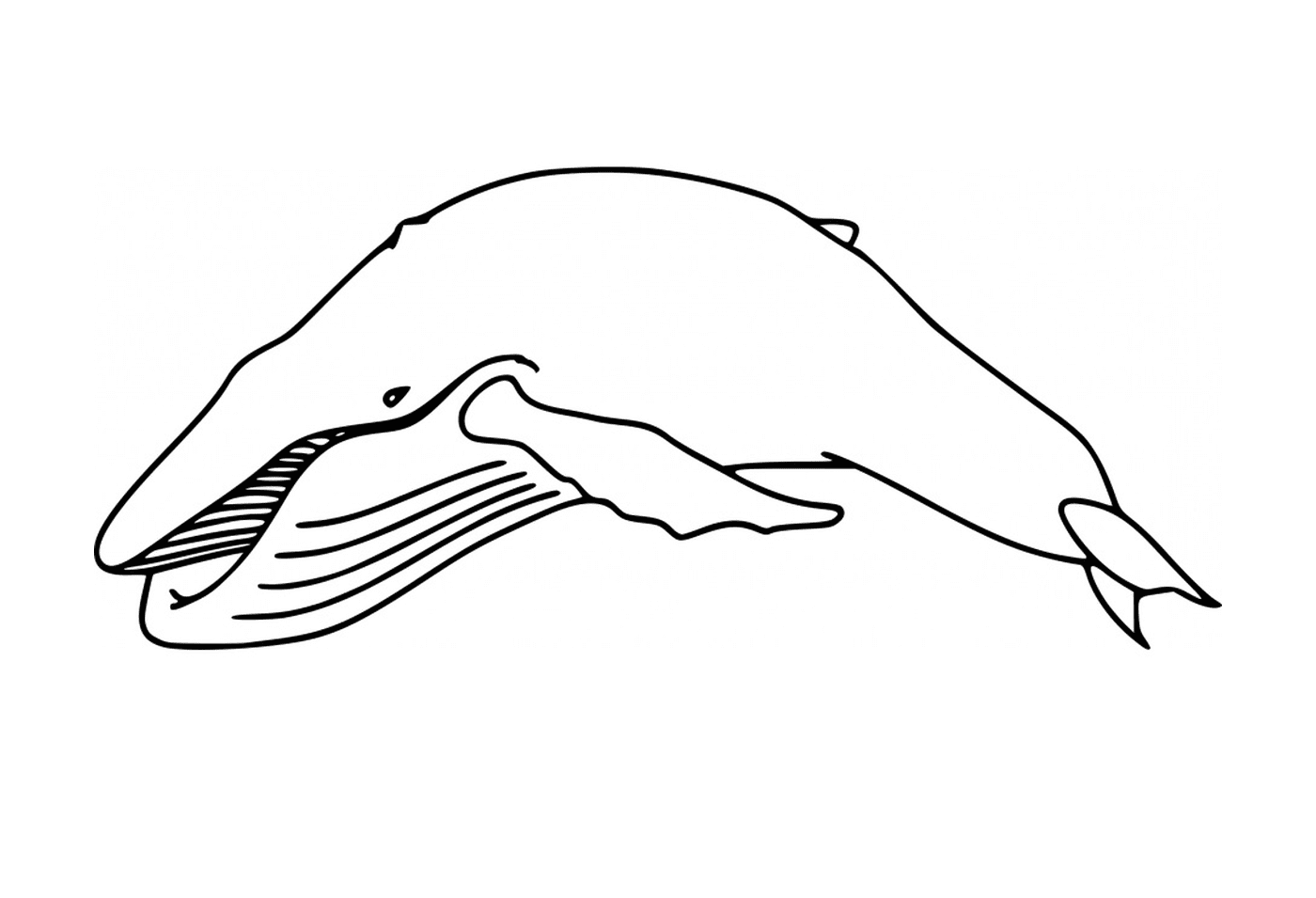  a 海豚 