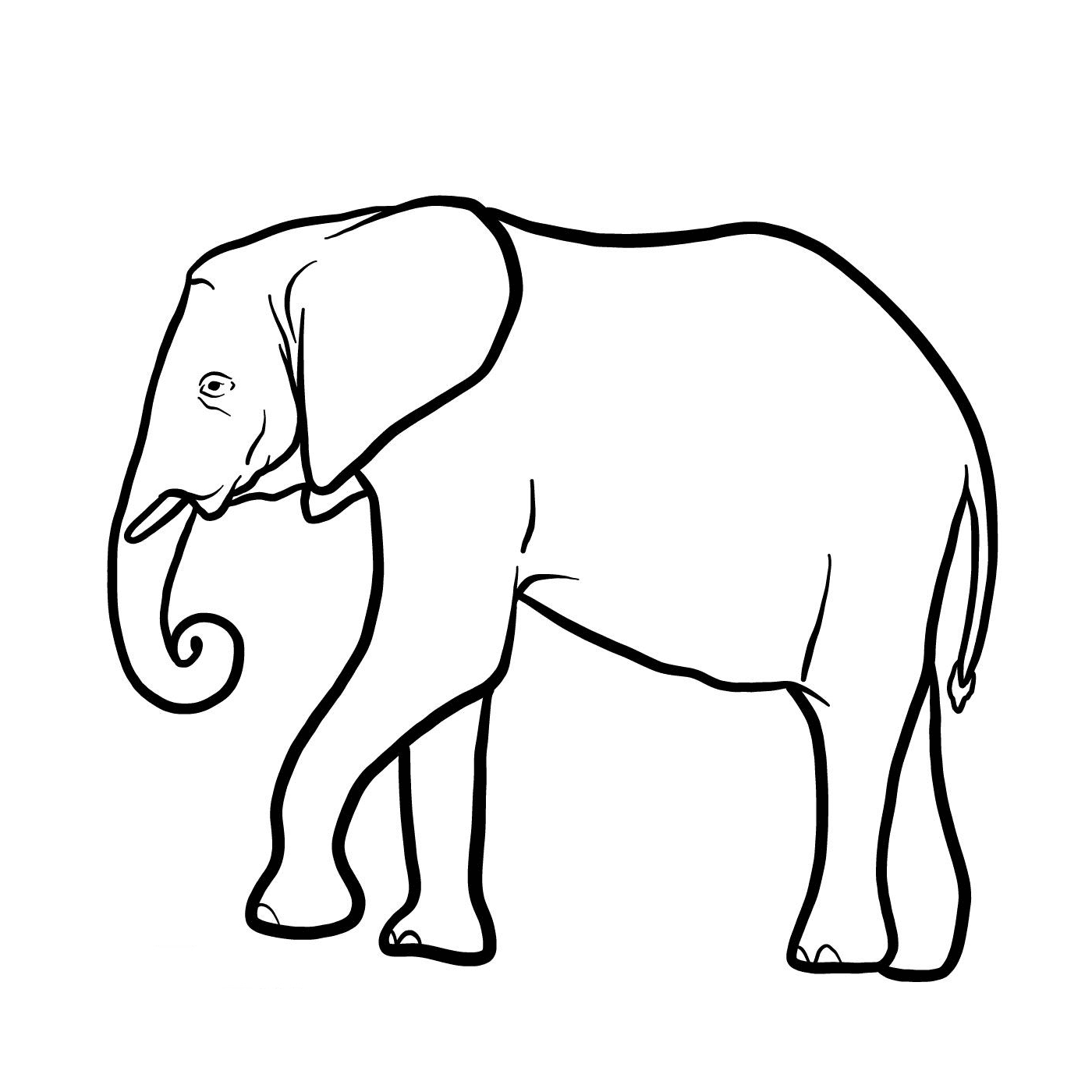  Um elefante com um tronco longo 