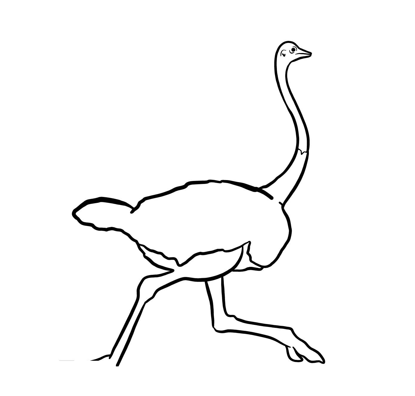  Um avestruz correndo 